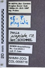 Etiketten zu Penia plagiata (NHMW-ZOO-COL-0008716)